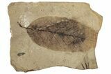 Fossil Plant (Fagus) Leaf - McAbee, BC #253935-1